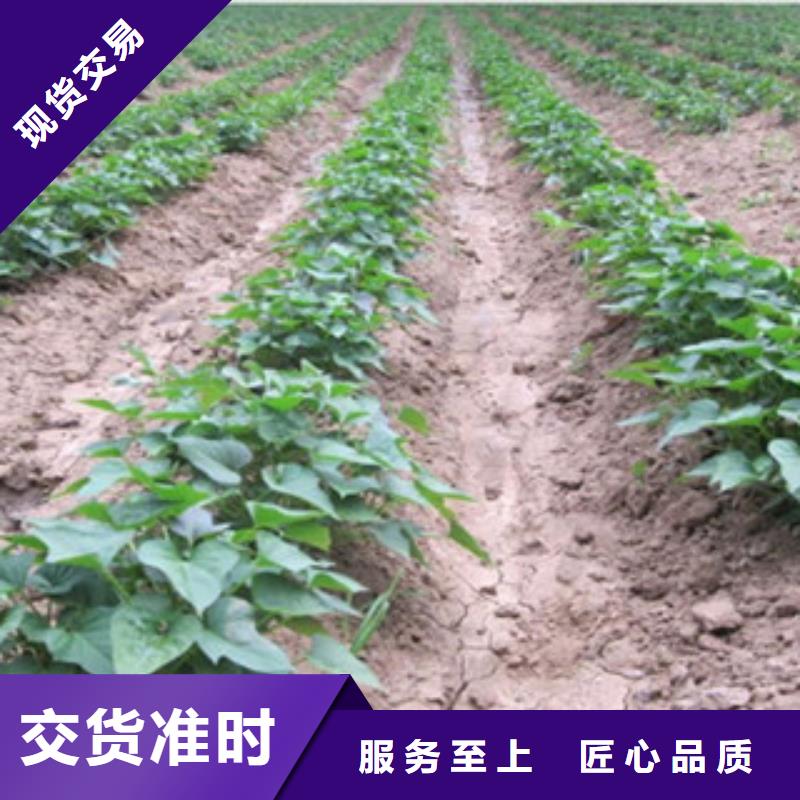 優(yōu)質(zhì)紫薯苗的當(dāng)?shù)貜S家