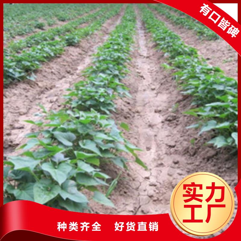 紫薯苗（濟(jì)黑1號(hào)）大量現(xiàn)貨