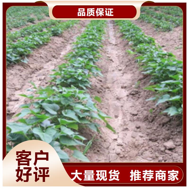 優(yōu)質(zhì)紫薯苗廠家