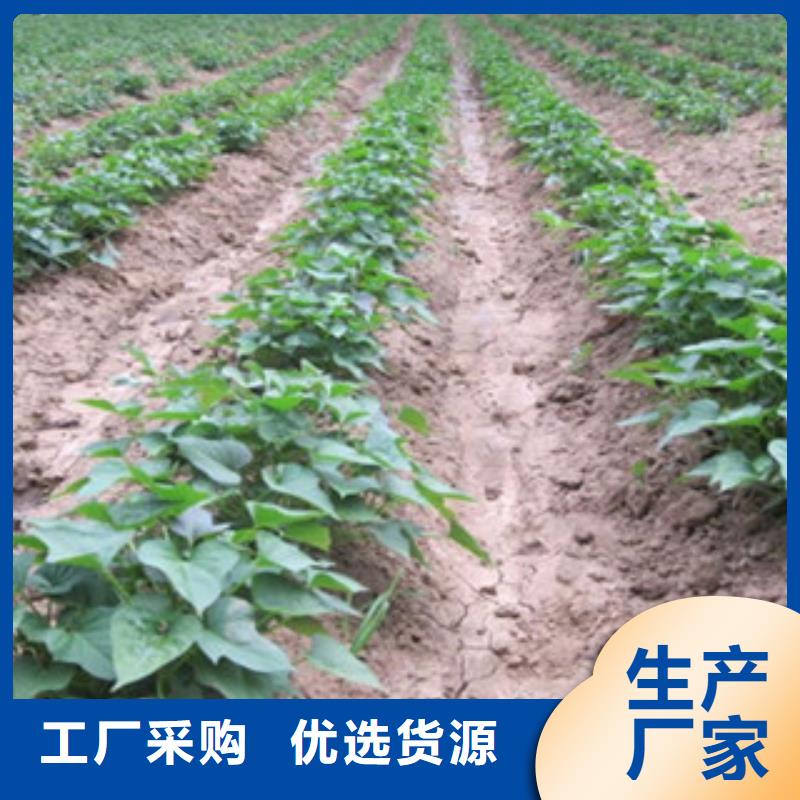 紫薯苗本地供貨商