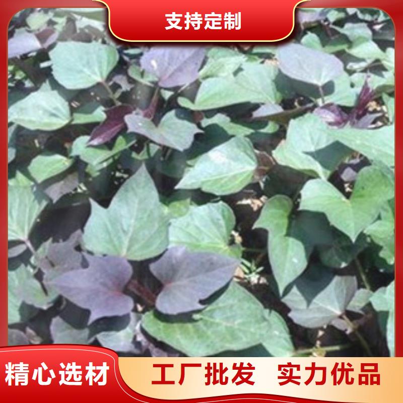 紫薯苗、紫薯苗廠家直銷-價格合理