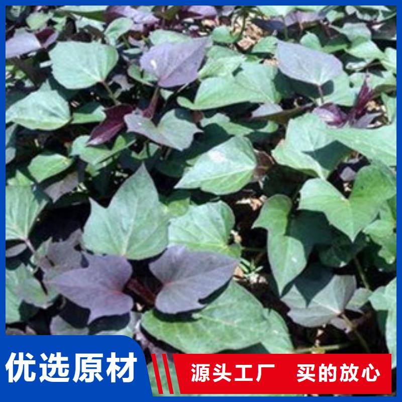 紫薯苗源頭廠家本地報(bào)價(jià)更優(yōu)惠