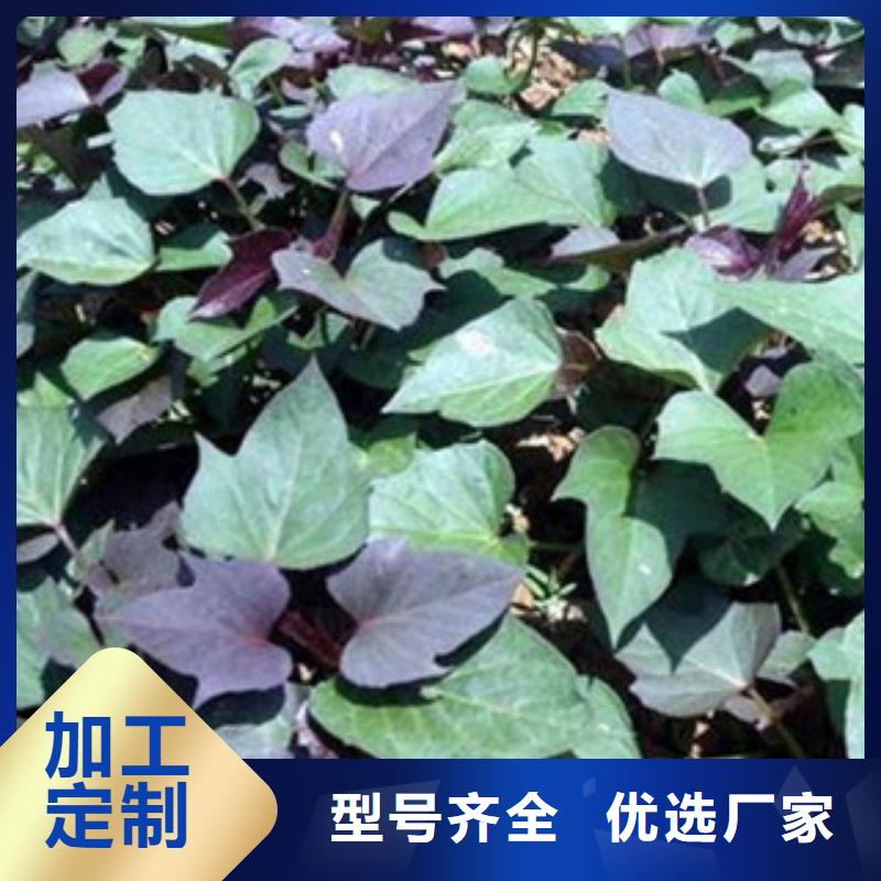 紫薯苗優(yōu)惠力度大