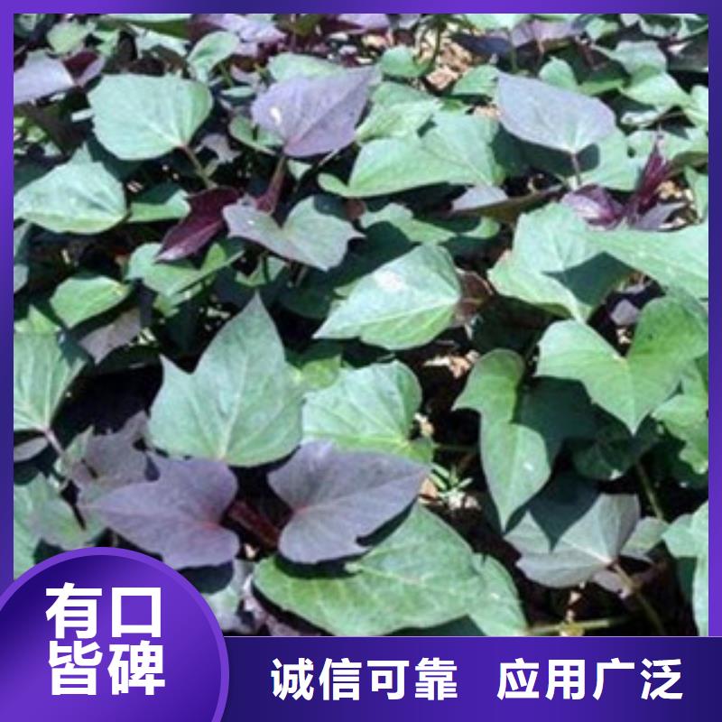 紫薯苗大品牌有保證