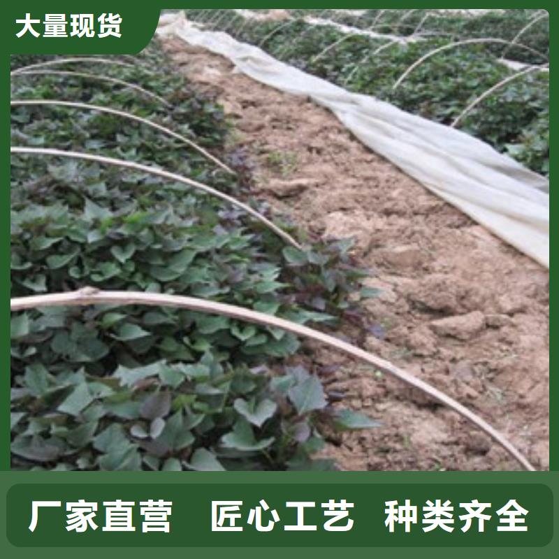 紫薯苗現(xiàn)貨批發(fā)敢與同行比服務(wù)