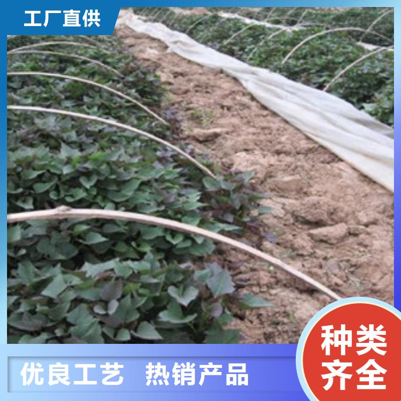 紫薯苗在哪里買