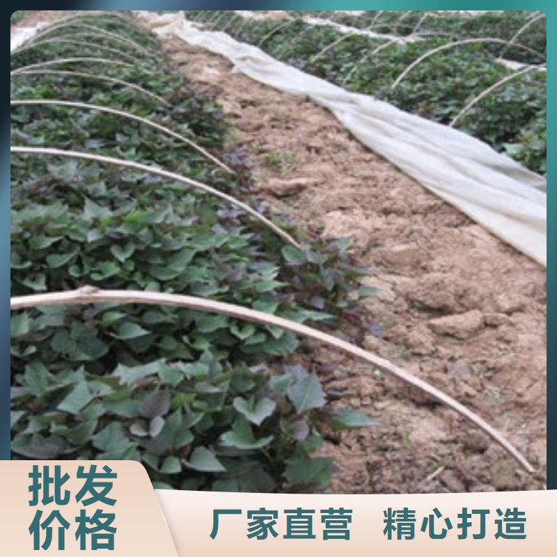 ：紫薯苗當(dāng)?shù)厣a(chǎn)商