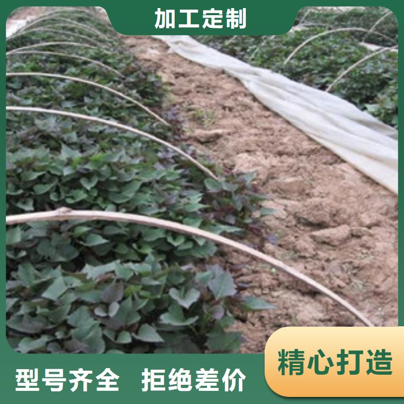 常年供應(yīng)紫薯苗-保質(zhì)