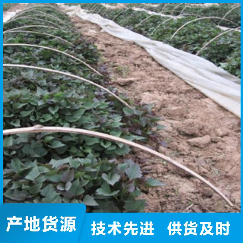 紫薯苗生產(chǎn)廠家歡迎致電