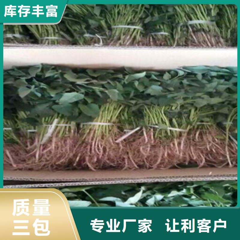 紫薯苗現(xiàn)貨上市