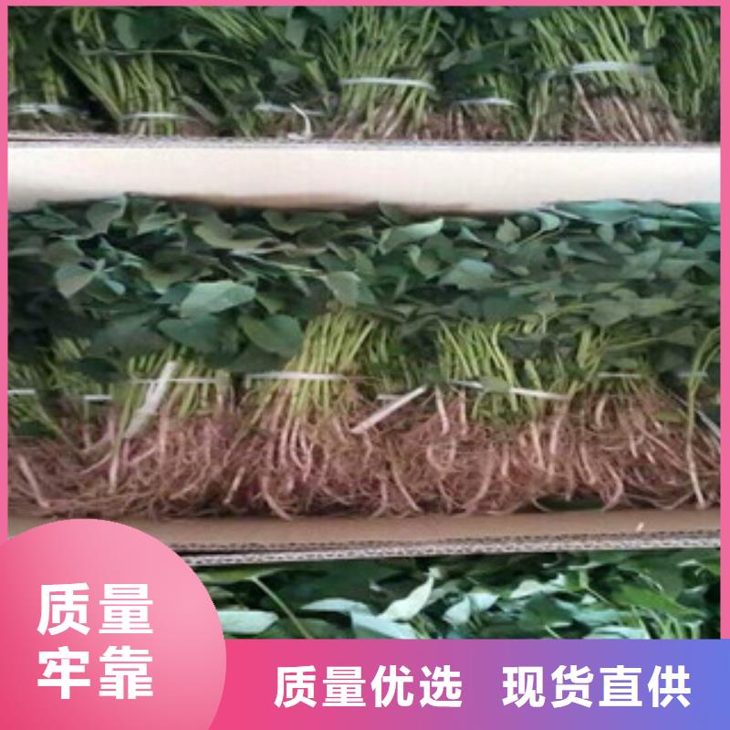 買紫薯苗必看-規(guī)格全當(dāng)?shù)刂圃焐?></span>
					<h3>買紫薯苗必看-規(guī)格全當(dāng)?shù)刂圃焐?/h3>
				</a></div>
            
            <div   id=