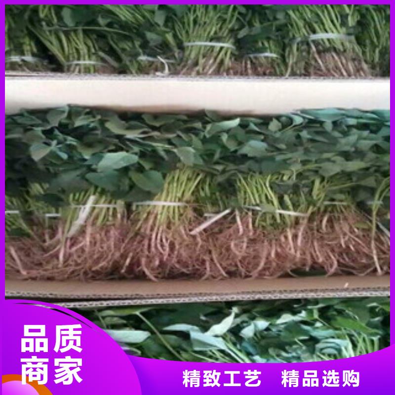庫存充足的紫薯苗基地