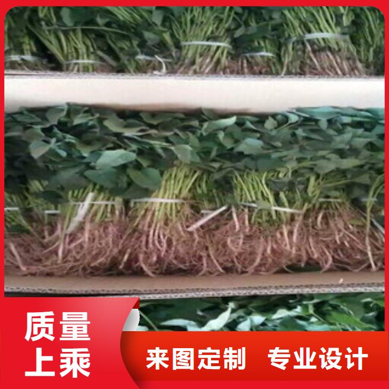 紫薯苗用途多年實力廠家