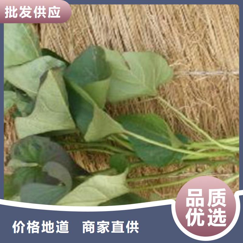 紫薯苗大廠家才可靠