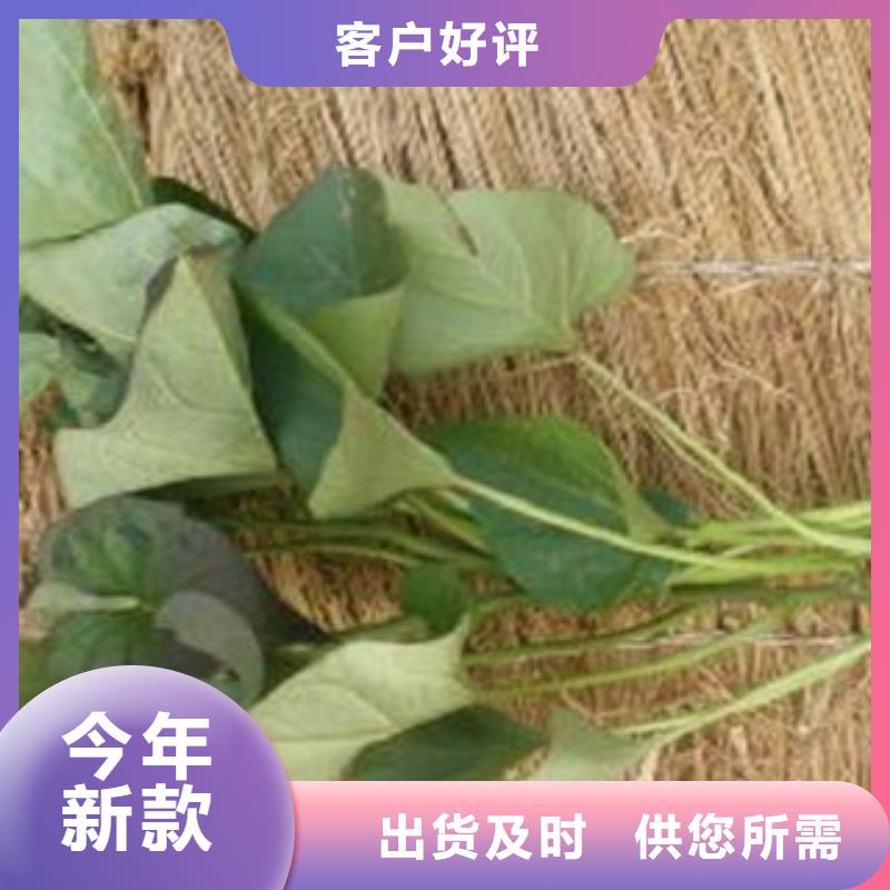 紫薯苗-值得信賴