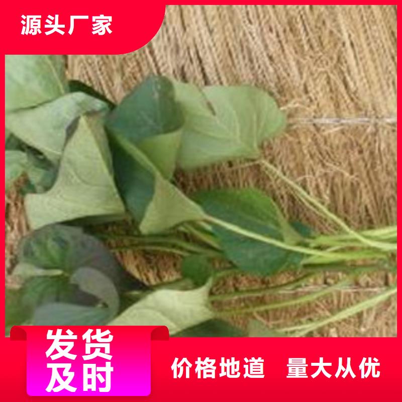 紫薯苗、紫薯苗廠家直銷-價格合理