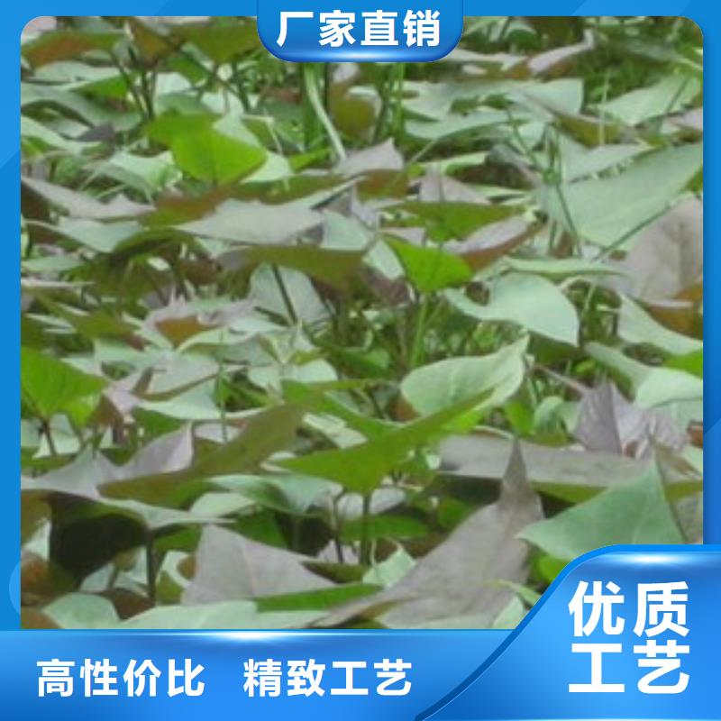 紫薯苗行內(nèi)優(yōu)選供應商