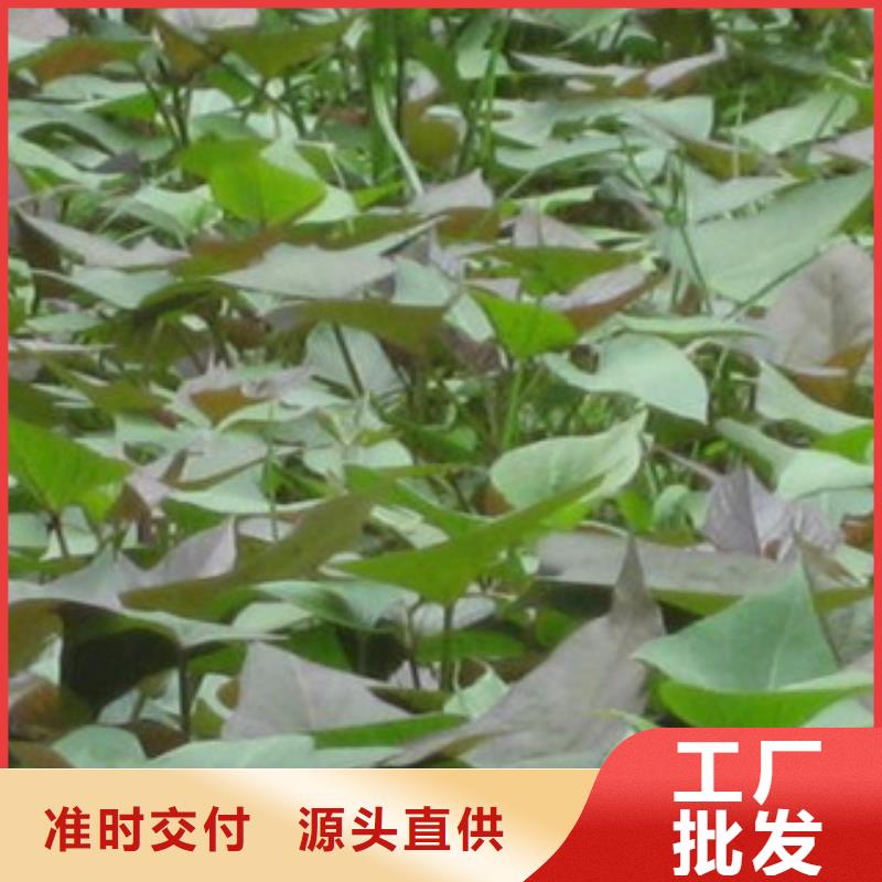 紫薯苗價(jià)格行情