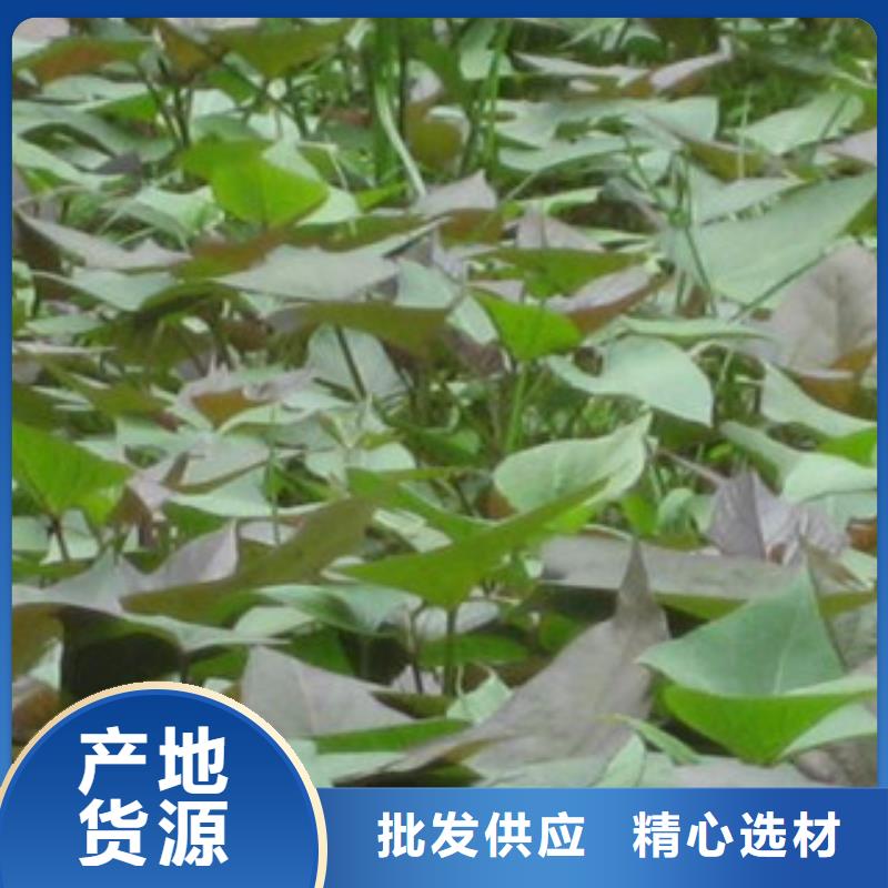 紫薯苗大品牌有保證