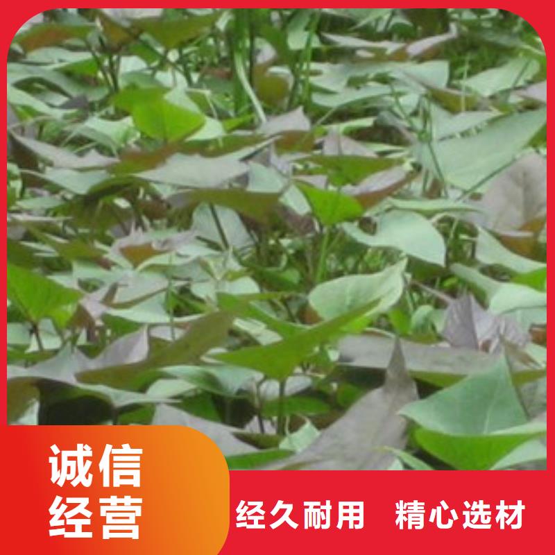 紫薯苗、紫薯苗生產(chǎn)廠家-質(zhì)量保證