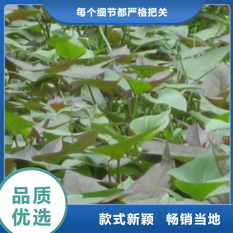 紫薯苗-紫薯苗廠家直發(fā)