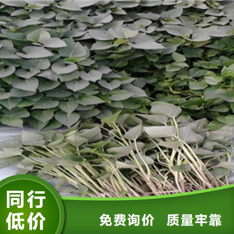 紫薯苗價格行情現(xiàn)貨采購