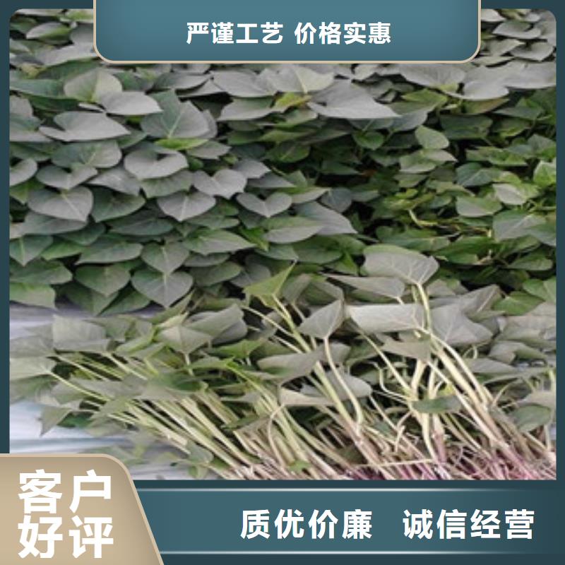 紫薯苗供應(yīng)商 紫薯苗廠家