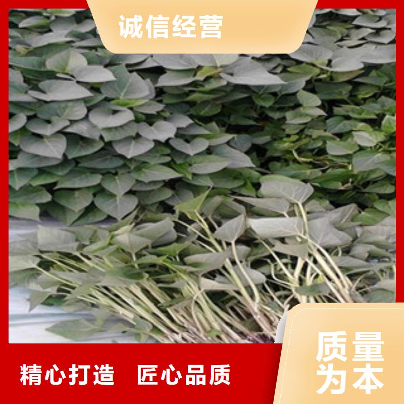 紫薯苗-紫薯苗質(zhì)量過硬