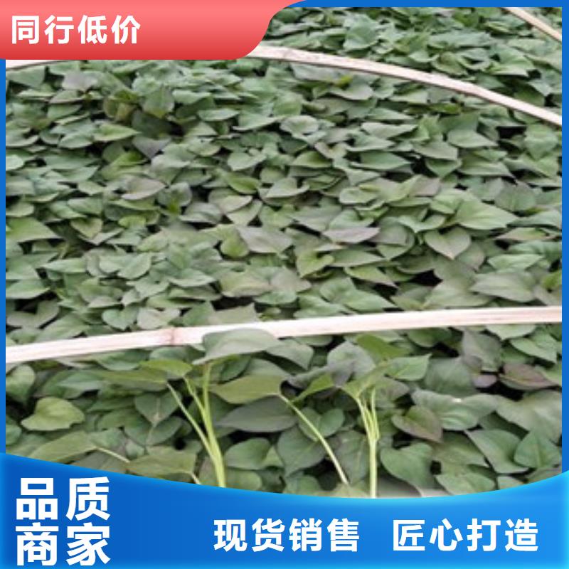 紫薯苗-紫薯苗質(zhì)量過(guò)硬