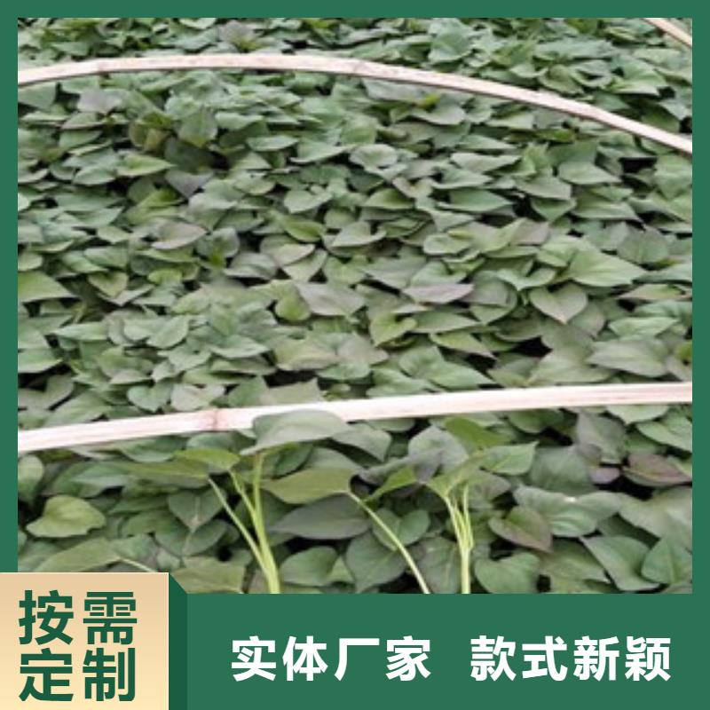 發(fā)貨及時(shí)的紫薯苗經(jīng)銷商同城服務(wù)商