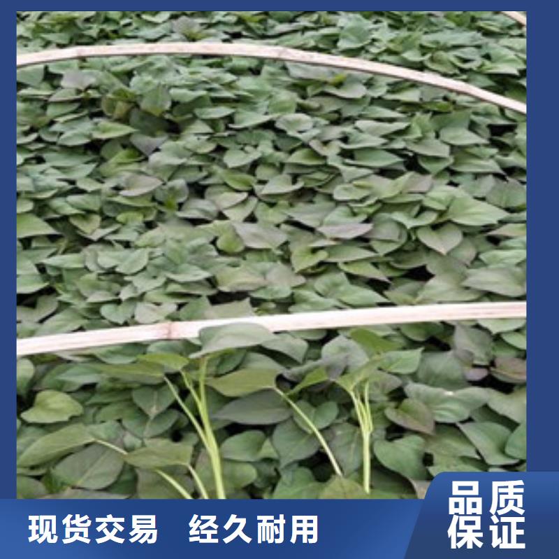 常年供應(yīng)紫薯苗-保質(zhì)