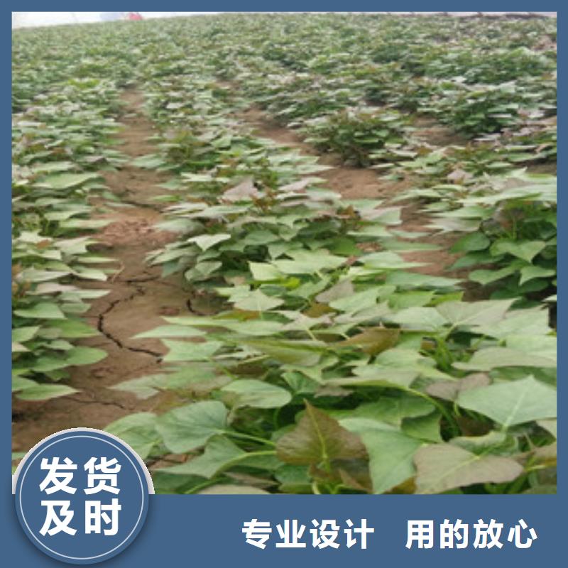 紫薯苗-紫薯苗質(zhì)量過硬