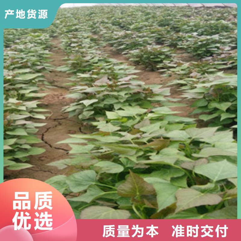 紫薯苗-好品質(zhì)、放心買