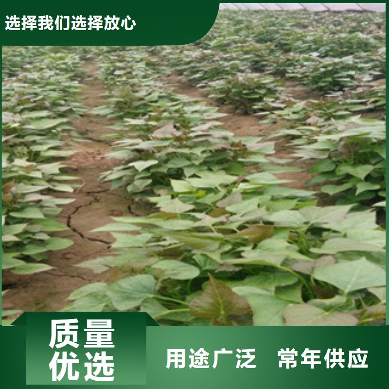 紫薯苗現(xiàn)貨熱銷同城貨源