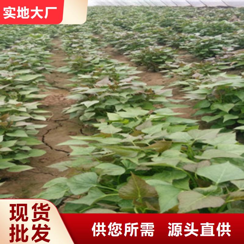 紫薯苗采購(gòu)熱線