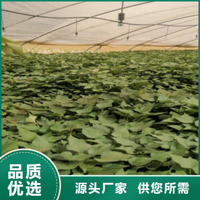 價(jià)格低的紫薯苗廠家