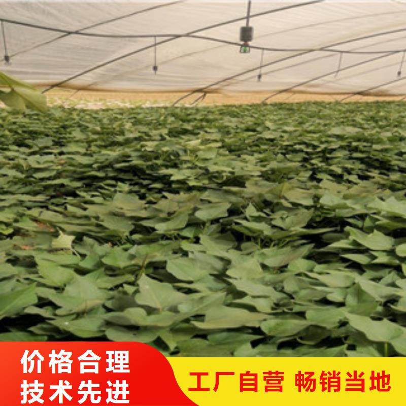 紫薯苗廠家直銷多少錢