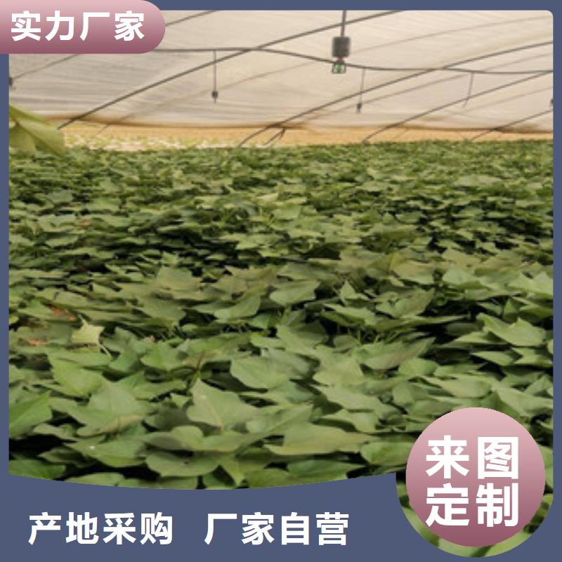 紫薯苗、紫薯苗廠家直銷-價格合理