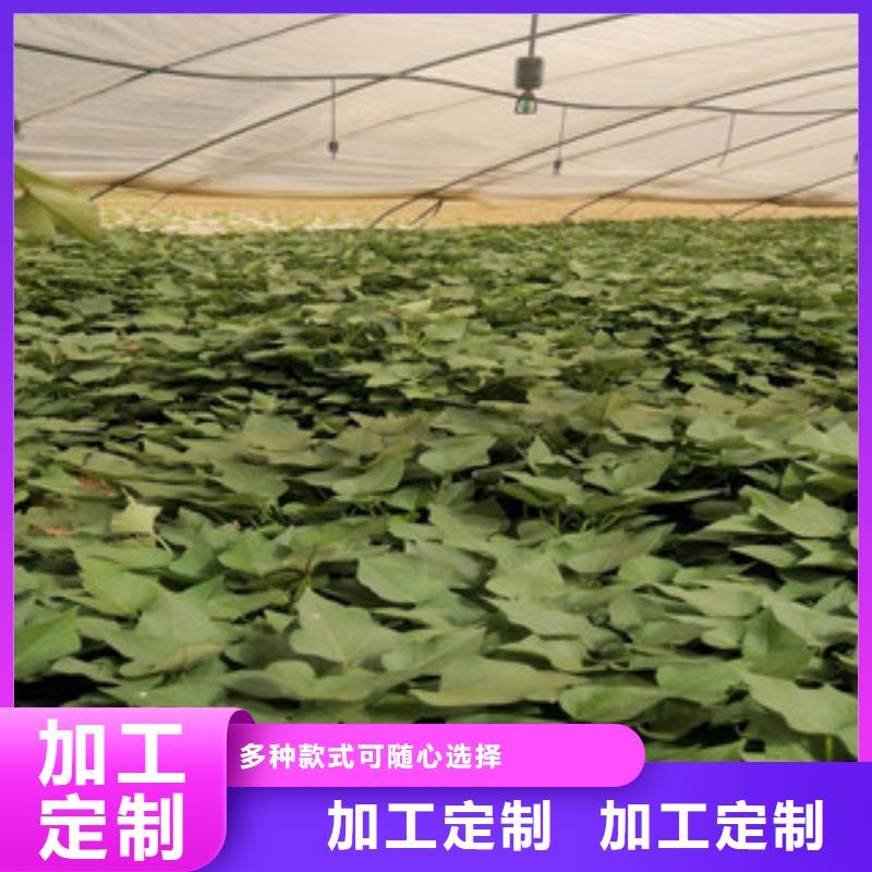 生產(chǎn)紫薯苗_誠(chéng)信企業(yè)優(yōu)良材質(zhì)