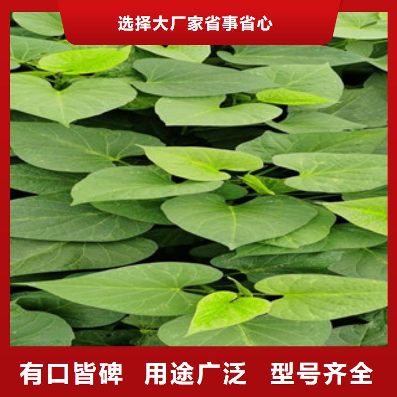 信譽(yù)好的紫薯苗廠家廠家大量現(xiàn)貨