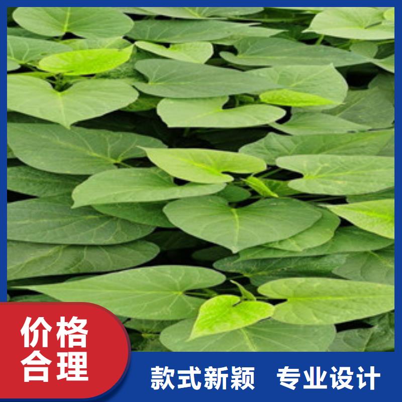 價格合理的紫薯苗銷售廠家本地生產(chǎn)商