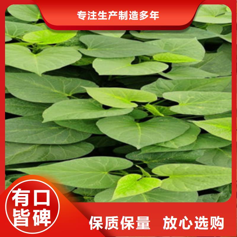 紫薯苗-超低價(jià)格