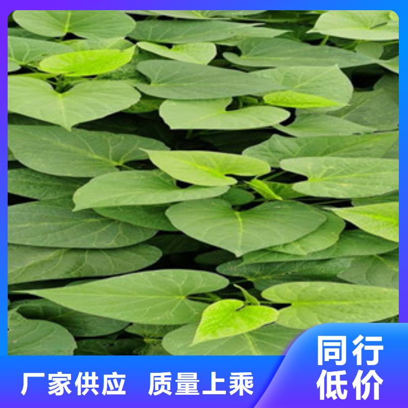 紫薯苗型號匯總