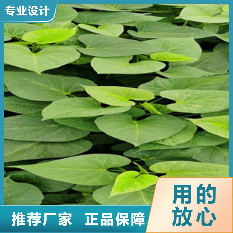 紫薯苗廠家直銷-全國發(fā)貨