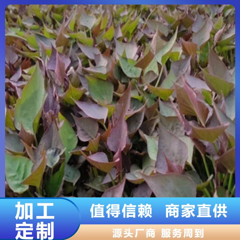 紫薯苗-紫薯苗質(zhì)量過(guò)硬