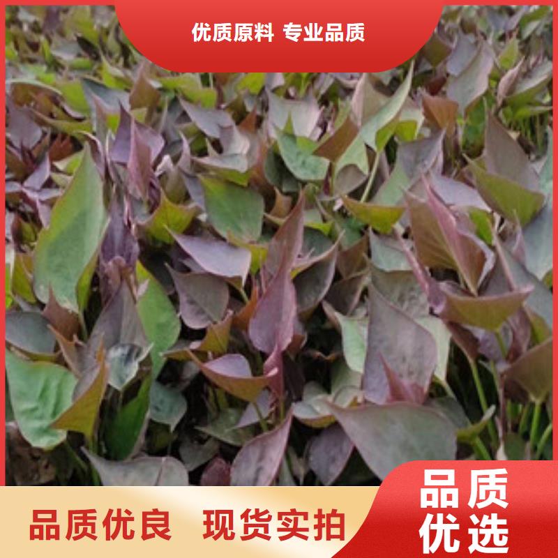 紫薯苗-紫薯苗質(zhì)量過(guò)硬