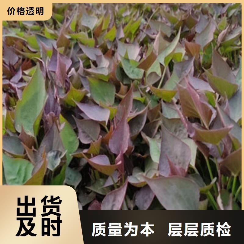 2025實(shí)體廠家#紫薯苗#來電優(yōu)惠