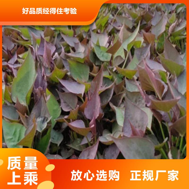批發(fā)紫薯苗的廠家