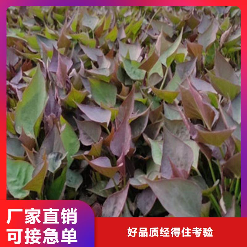 甄選：紫薯苗供貨商