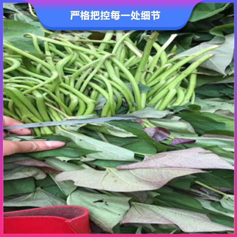 紫薯苗采購(gòu)熱線